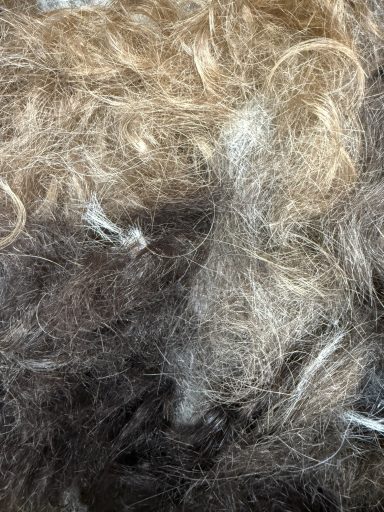 gesammelte Haare